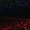 Deco Sparkle - Black